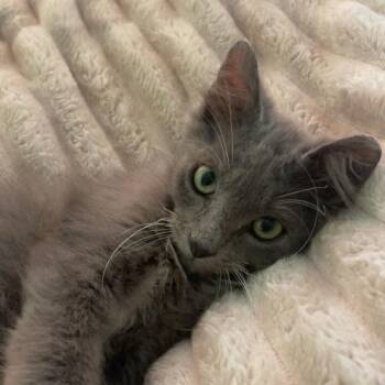 Spark Plug -  Domestic Medium Hair Cat for Adoption in Cumming, Georgia - Spark Plug | PetCurious