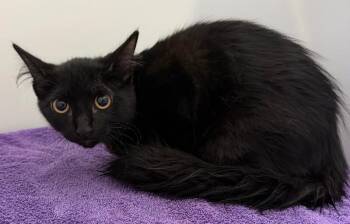 Cove -  Domestic Medium Hair Cat for Adoption in Park Row, Texas - Cove | PetCurious
