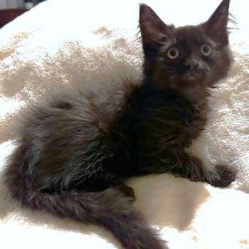 Bombay and Maine Coon Cats Available for Adoption - FLUFFY KONA! | PetCurious