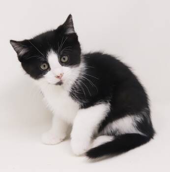 Tuxedo Cats Available for Adoption in Bedford Hills, New York - Pink Floyd Is Our Rockin