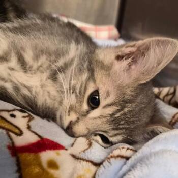 Dolly -  Domestic Long Hair Cat for Adoption in Bentonville, Arkansas - Dolly | PetCurious