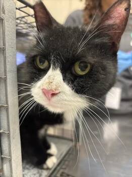 SWEETIE -  Domestic Short Hair Cat for Adoption in Las Vegas, Nevada - SWEETIE | PetCurious
