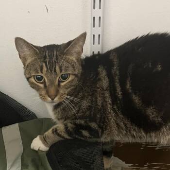 Maripoza/BETTY -  Domestic Short Hair Cat for Adoption in St. Louis, Missouri - Maripoza/BETTY | PetCurious