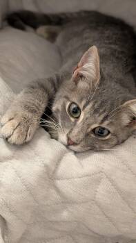 Rescue Domestic Short Hair Cats for Adoption in Wilmington, North Carolina - Sterling | PetCurious