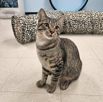 Rescue Domestic Short Hair Cats for Adoption in Greece, New York - Charlie | PetCurious