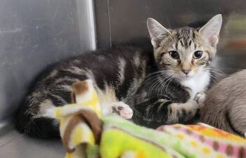 Kitten Trapper Keeper -  Tabby and Domestic Short Hair Cat for Adoption in Cuyahoga Falls, Ohio - Kitten Trapper Keeper | PetCurious