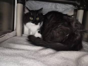 Sam -  Domestic Short Hair Cat for Adoption in Montreal, Quebec - Sam | PetCurious