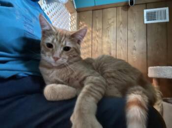Maurice -  Domestic Short Hair Cat for Adoption in Timonium, Maryland - Maurice | PetCurious