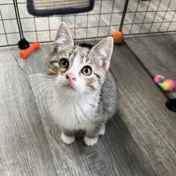 Lighting -  Domestic Short Hair Cat Available for Adoption in Crookston, Minnesota - Lighting | PetCurious