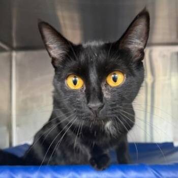 Snuggles -  Domestic Short Hair Cat Available for Adoption in Cumming, Georgia - Snuggles | PetCurious