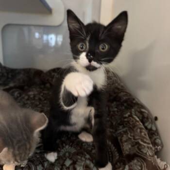 Foxen -  Domestic Short Hair Cat for Adoption in Buellton, California - Foxen | PetCurious