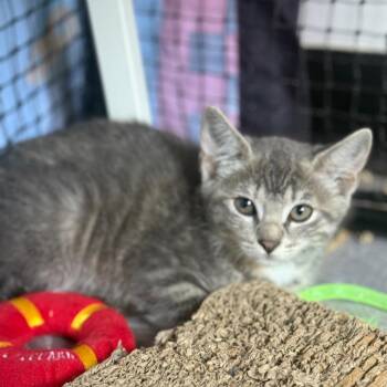 Storm -  Domestic Short Hair Cat for Adoption in Ridgely, Maryland - Storm | PetCurious