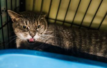 Rescue Domestic Short Hair Cats for Adoption in Auburn, Indiana - Tequila Lime | PetCurious