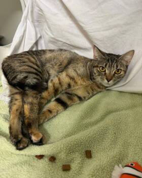 Snickers -  Domestic Short Hair Cat for Adoption in Bloomfield, New Jersey - Snickers | PetCurious