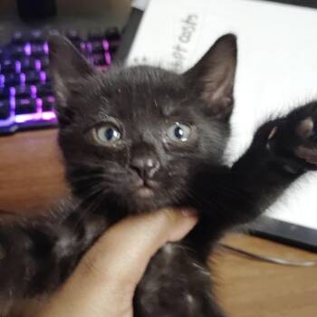 Panini -  Domestic Short Hair Cat for Adoption in Valley, Alabama - Panini | PetCurious