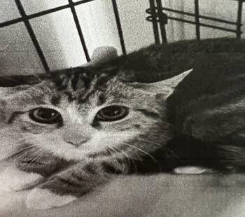 Pom Pom -  Domestic Short Hair Cat for Adoption in New Windsor, New York - Pom Pom | PetCurious