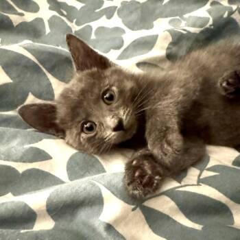 Oliver -  Domestic Medium Hair Cat for Adoption in Las Vegas, Nevada - Oliver | PetCurious