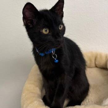Johnny -  Domestic Short Hair Cat for Adoption in Webster, Texas - Johnny | PetCurious