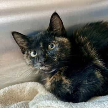 Sam/Lovey -  Domestic Short Hair Cat for Adoption in Palm Springs, California - Sam/Lovey | PetCurious