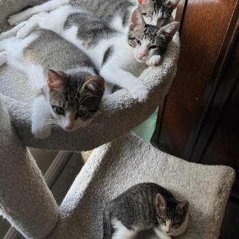 Jasper -  Domestic Short Hair Cat for Adoption in League City, Texas - Jasper | PetCurious