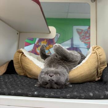 The Duke of Chauncy -  Domestic Short Hair Cat for Adoption in Cheyenne, Wyoming - The Duke Of Chauncy | PetCurious