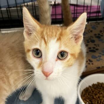 Alexander (Bonded w/ Pom) -  Domestic Short Hair Cat for Adoption - Alexander (Bonded W/ Pom) | PetCurious