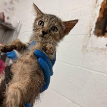 Bo Jack -  Domestic Short Hair Cat for Adoption in Edinburg, Texas - Bo Jack | PetCurious