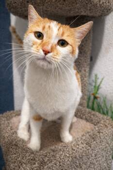 Domestic Short Hair Cats Available for Adoption - Sasha | PetCurious