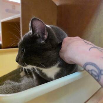Drake fka Mike -  Domestic Short Hair Cat for Adoption in Newcastle, Oklahoma - Drake Fka Mike | PetCurious