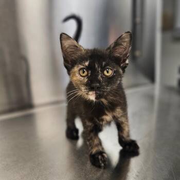 Domestic Short Hair Cats Available for Adoption - Madi | PetCurious
