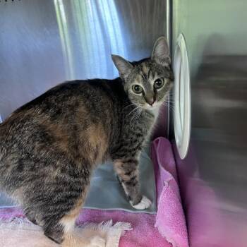 Ghostbuster -  Domestic Short Hair Cat for Adoption in Asheville, North Carolina - Ghostbuster | PetCurious