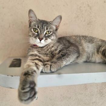 Rescue Domestic Short Hair Cats for Adoption in Laredo, Texas - Aurora | PetCurious