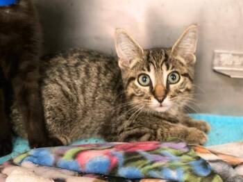CHESTER -  Domestic Short Hair Cat for Adoption in Fort Wayne, Indiana - CHESTER | PetCurious