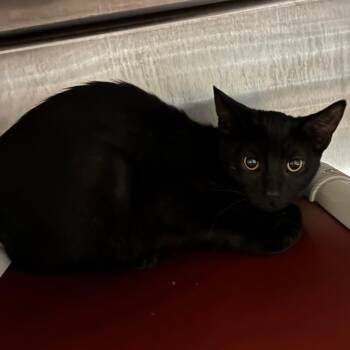 Hibiscus/FPAC914 -  Domestic Short Hair Cat for Adoption in Oak Park, Illinois - Hibiscus/FPAC914 | PetCurious