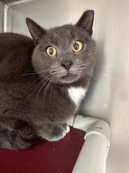 Domestic Short Hair Cats Available for Adoption - Smokey | PetCurious
