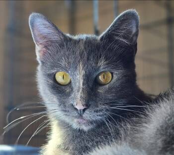Leilani -  Domestic Short Hair Cat for Adoption in Fort Worth, Texas - Leilani | PetCurious