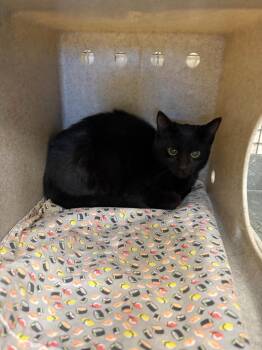 Barn Cat Dexter -  Domestic Short Hair Cat for Adoption in Gillette, Wyoming - Barn Cat Dexter | PetCurious