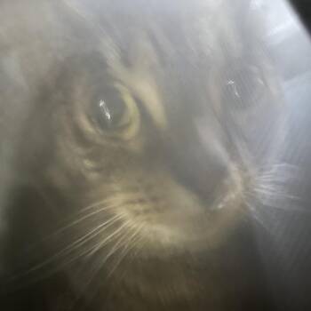 Freya (Ginny) -  Domestic Short Hair Cat for Adoption in Greensboro, North Carolina - Freya (Ginny) | PetCurious