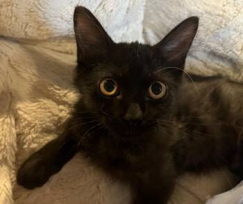 Gremlin -  Domestic Long Hair Cat for Adoption in Magnolia, Texas - Gremlin | PetCurious