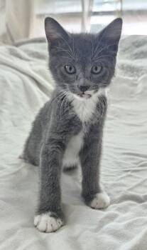 26-19 Sophia -  Domestic Short Hair Cat for Adoption in St. Helens, Oregon - 26-19 Sophia | PetCurious