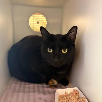 Spooky -  Domestic Short Hair Cat for Adoption in South Burlington, Vermont - Spooky | PetCurious