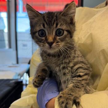 Lorenzo -  Domestic Short Hair Cat for Adoption in Salt Lake City, Utah - Lorenzo | PetCurious