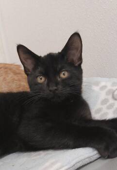 Percy the Great -  Domestic Short Hair Cat for Adoption in Bay City, Michigan - Percy The Great | PetCurious