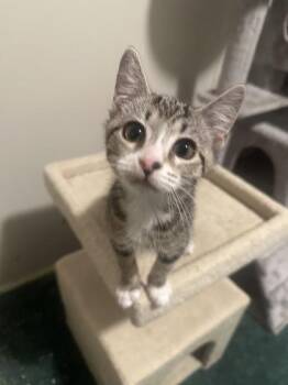 05554b Pinto -  Domestic Short Hair Cat for Adoption in North Charleston, South Carolina - 05554b Pinto | PetCurious
