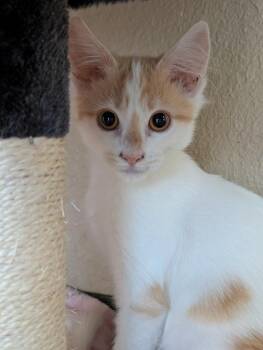 Little Yellow Jacket -  Domestic Short Hair Cat for Adoption in New Braunfels, Texas - Little Yellow Jacket | PetCurious