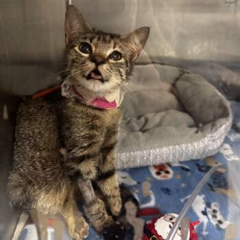 Hera Tera -  Domestic Short Hair Cat for Adoption in Austin, Texas - Hera Tera | PetCurious