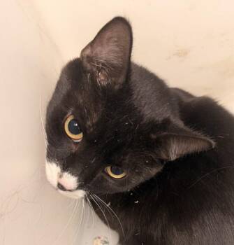 Domestic Short Hair Cats Available for Adoption in Golden, Colorado - Tuck | PetCurious