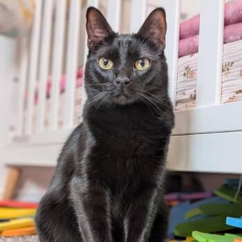 Domestic Short Hair Cats Available for Adoption in Midland, Texas - Salem | PetCurious