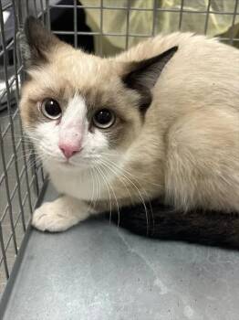 AUTUMN -  Siamese Cat for Adoption in Las Vegas, Nevada - AUTUMN | PetCurious