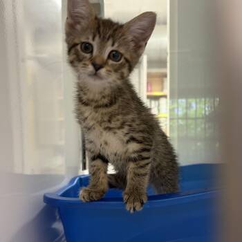 Domestic Short Hair Cats Available for Adoption in Peconic, New York - Peewee | PetCurious